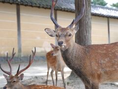 岡山に住む祖母と、母と妹と姪っ子とは奈良の叔母宅で待ち合わせ。
私だけ先に出発してせっかくなので少し奈良観光でもしようかと。
ところが朝一で出発する予定が気付いたらお昼の時点でまだ京都（汗）←朝出るのが遅い
ならまちのおしゃれな町屋カフェでランチして～なんて思っていたのだけど、ランチはすっとばしてまずは興福寺へ。