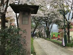 桜満開の「花のみち」を歩いて・・・
