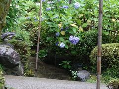 雨の中のあじさい。