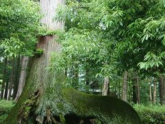 冨士浅間神社
ハルニレの木