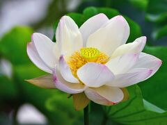 花３日めでしょうか。金色に輝く「雄しべ」です。
雄しべの内側に「花托（かたく）・雌しべ」があります。
花托・雌しべの色は、受粉するまでは雄しべと同じく金色です。
開花４日めです。
花びらが散りかけています。
受粉が終わり、雌しべが黒くなり花托が緑色に変わっています。
蓮池は弁天様の周り本堂近くの２か所にあります