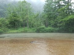 田代池。さーどうする？戻るか進むか？　行くと決定。雨と雷に歓迎されました。道は水たまりが結構あったけど登山靴ぽいので平気でした。スニーカーだと無理でしたね。