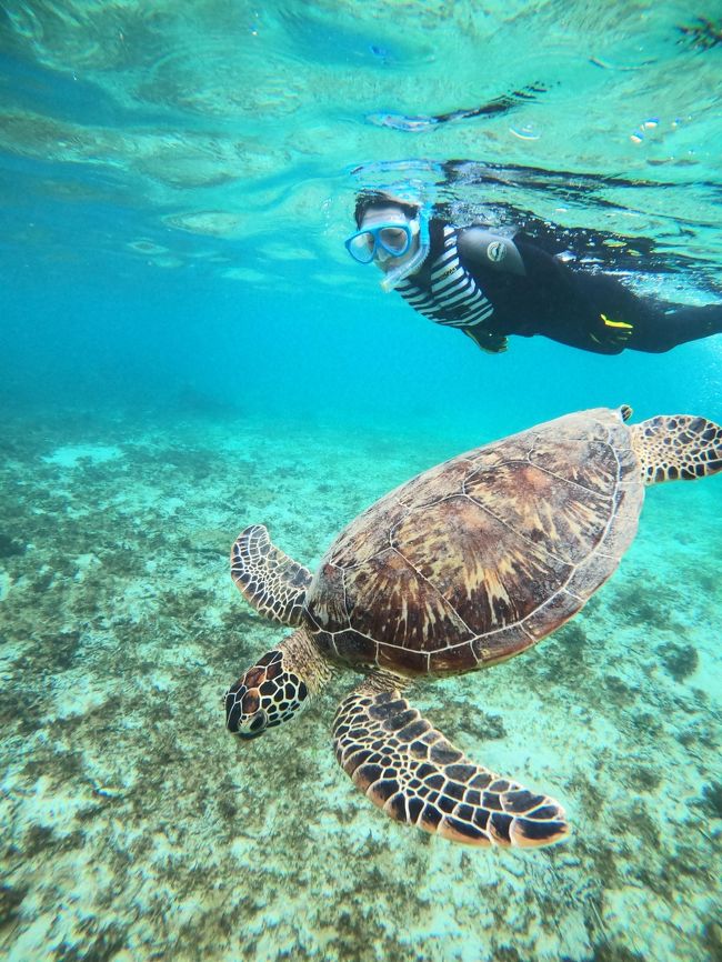 【原画】ウミガメの旅立ち ウミガメ 海亀 海 カメ 絵画 原画 アート turtle 現代美術 現代