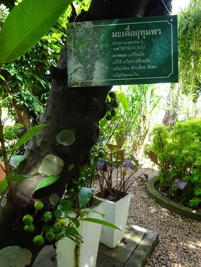 アバイブーベ病院　プラチンブリー <br /><br />博物館裏のハーブ園