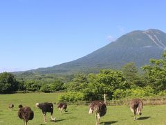 しばらく行くと牧場があります。
なぜかダチョウがたくさんいました。