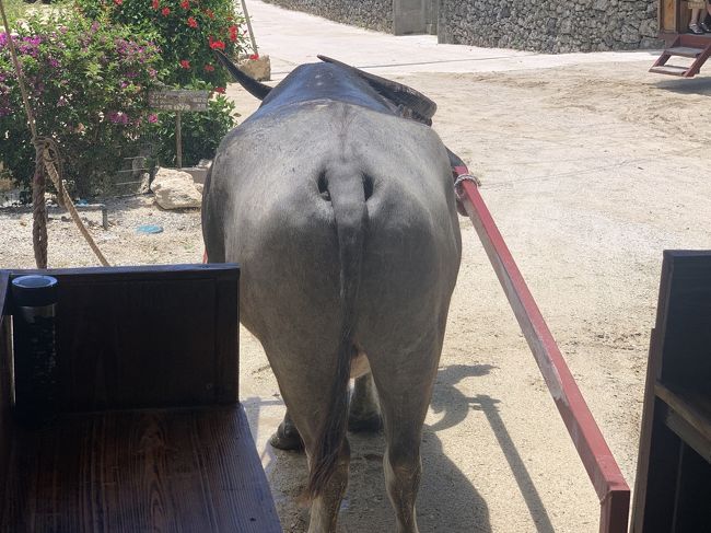 私たちを乗せてくれたアーパー君のお尻笑<br />水牛達の中で一番賢いみたい！<br />暑いのにお休みすることなく一生懸命お仕事してました♪