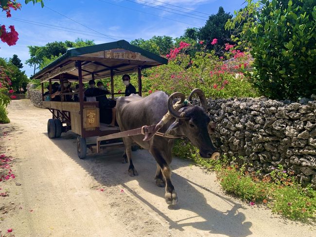 途中で別の水牛さんと出会いました♪<br />角がクルッとしている水牛はヨーロッパから来ているんだそう。<br />私たちを乗せてくれたアーパー君はアジア出身。