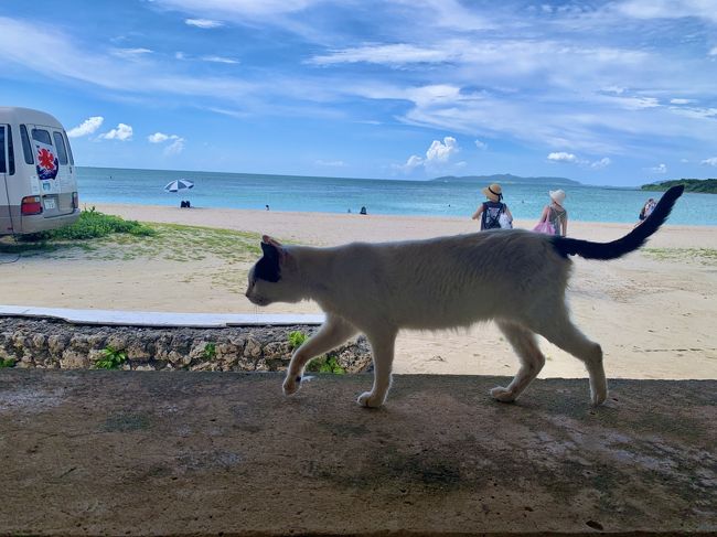 久々に自転車に乗ってすごく汗をかいたので休憩していたら、目の前を猫ちゃんがトコトコ。<br />日陰で休んでいる猫が沢山いて、人が近づいても怖がりません。<br />猫猫パラダイス！！！