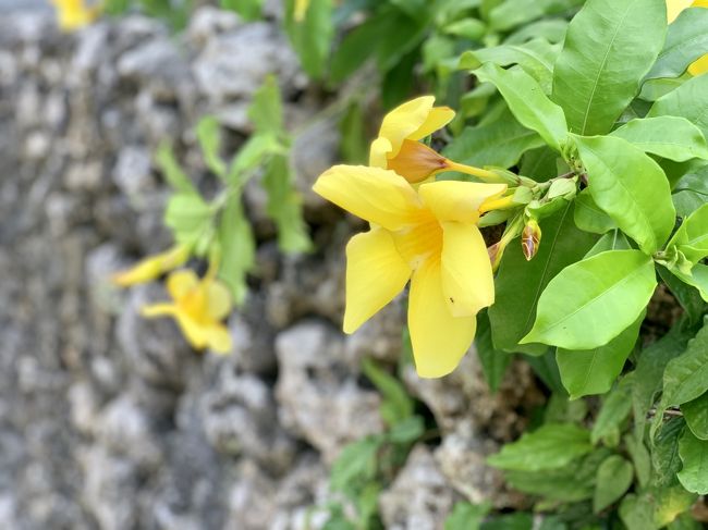 名前がわからないけど黄色の可愛らしいお花。