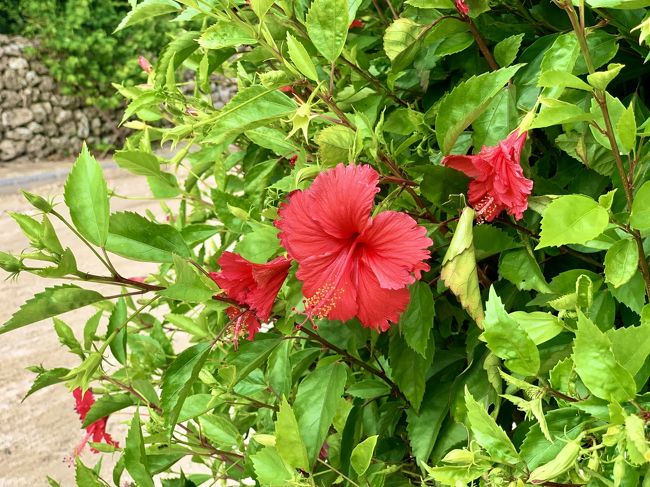 途中に咲いていた真っ赤なハイビスカス。