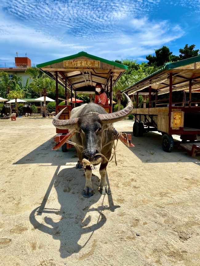 こちらがアーパー君♪<br />他の牛と比べると、顔がシュッとしていて角が大きくイケメンでした！