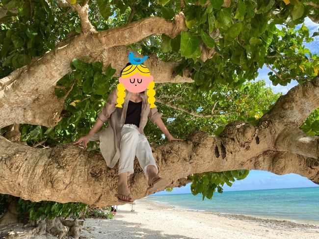 ブランコの横にある背の低い大きな木。<br />ロープが付いていて登れる様になっているので、運動神経◎な方は是非ここで映え写真を撮ってみてください♪<br /><br />その後は自転車を返却し、またマイクロバスで竹富港まで送ってもらい、石垣島に戻りました。<br />帰りの便は16:00か17:00か選べますが、16:00の便に乗りたい場合マイクロバスが定員オーバーになる可能性があるので、先に予約をしておいた方がベターです。