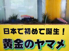 スタンプ設置のある昇仙峡ロープウェイ乗り場に寄り道
初めて見た気がする...模様が赤くて体の色が薄めの神々しいヤマメ
昇仙峡は何度も来ているけど、あんまりお店など覗くことはなかったので気づかなかったな～(о´v｀о)