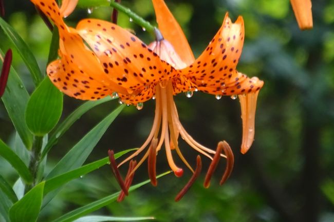 馬場花木園 ユリの花 13種 14種 横浜 神奈川県 の旅行記 ブログ By Takeおじさん フォートラベル