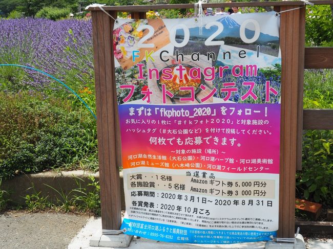 河口湖へラベンダーをワンコと一緒に観に行こう 大石公園 富士五湖 山梨県 の旅行記 ブログ By Ken Yoshimuneさん フォートラベル