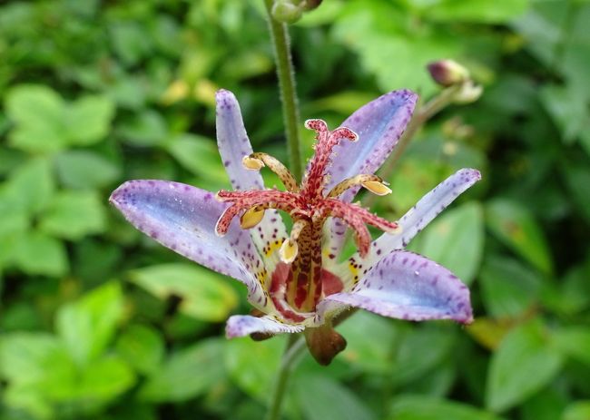 馬場花木園 ユリの花 13種 14種 横浜 神奈川県 の旅行記 ブログ By Takeおじさん フォートラベル