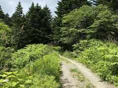 林道に入るとしばらく川のせせらぎが聞こえ

ウグイスなど野鳥の可愛い泣き声も聴こえてきて

心が安らぎます

が徐々に登って行きます

礼文のウグイスは鳴き方がちょっと変で可愛いです