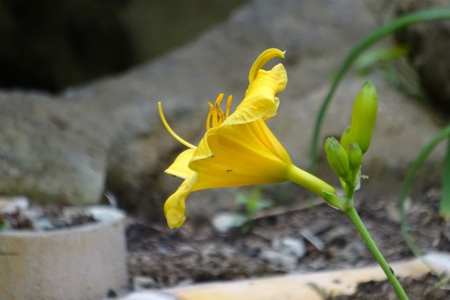 馬場花木園 ユリの花 13種 14種 横浜 神奈川県 の旅行記 ブログ By Takeおじさん フォートラベル