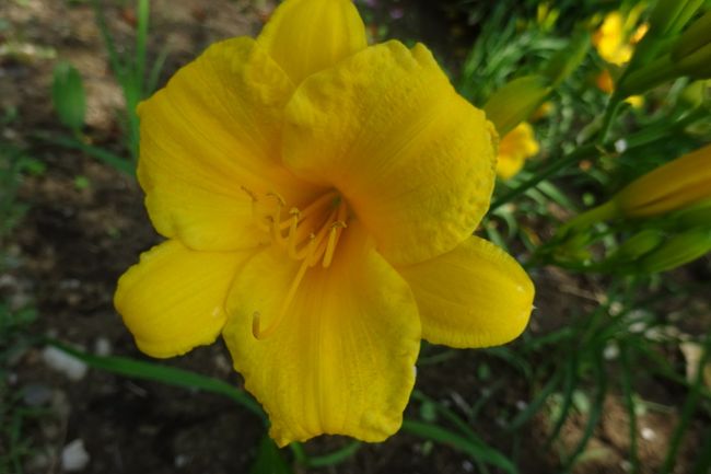 馬場花木園 ユリの花 13種 14種 横浜 神奈川県 の旅行記 ブログ By Takeおじさん フォートラベル