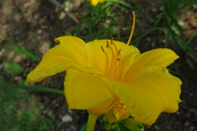 馬場花木園 ユリの花 13種 14種 横浜 神奈川県 の旅行記 ブログ By Takeおじさん フォートラベル