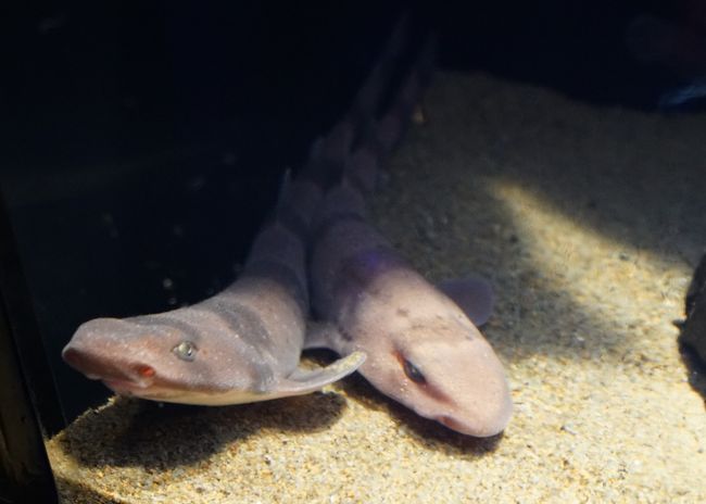 沼津港深海水族館に甥っ子たちとメガマウスを見に行きました 沼津 静岡県 の旅行記 ブログ By Mo2さん フォートラベル 沼津港深海水族館に甥っ子たちとメガマウスを見に行きました 沼津 静岡県 の旅行記 ブログ By Mo2さん フォートラベル