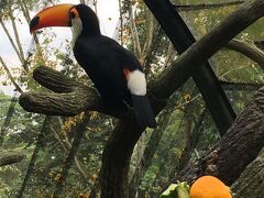 （ここから写真は、シンガポール動物園　フラジャイル・フォレストで沢山撮ったオオハシさん）

2日目のジュロンバードパークは、Ｇrabの支払い記録がないので、定番の地下鉄+バスでいったと思うのですが、記憶がありません。。

しかも9時には到着してほぼ閉園までいましたが、廻り切れませんでしたー！
敗因は、ショーの時間に合わせてすぎたこと、トラムに乗りすぎてしまったせいです。。

この日はKings of the Skies、High Flyers　を見て、Lunch with Parottoでショーを見ながらお昼ご飯という予定でしたが、園内が広すぎて、餌付けを見たりしているうちに時間が無くなって大忙しだった気がします。

また、一日廻るので体力温存、と思ってトラムで移動しすぎました。
トラムがくるまで待っていると、中途半端な時間が沢山できてしまいました。

年パスを持っていると園内を走るトラムが平日無料なのです。
ですが、このトラム、一日券の代わりに腕にスタンプを押されるのですが、日本みたいに配慮があるインクではないので、洋服に色移りしてしまいます。
白T1枚ダメにしました。ご注意くださいね。
ともかく園内広いです！
トラム使わないと一周以上するのは体力的にきついはずです。