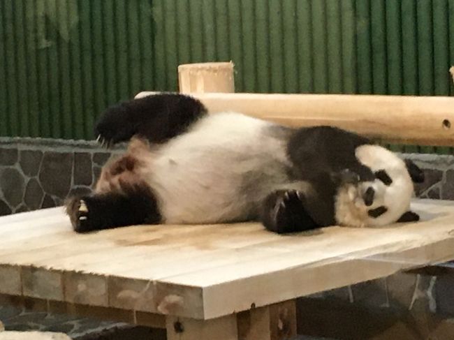 パンダ鑑賞記録 またタンタンちゃんに会いたくて 王子動物園 御影 灘 兵庫県 の旅行記 ブログ By Yayoさん フォートラベル