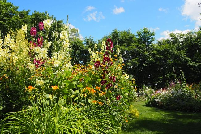 どの花も伸び伸びと咲いてます。<br />やっぱり堆肥と手入れが違うんですね。