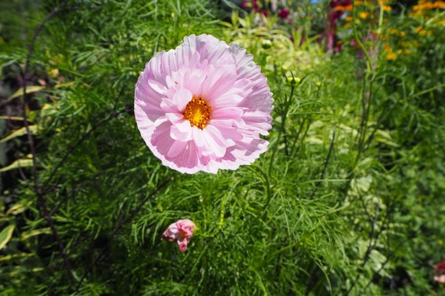 コスモスなのに、花弁がまん丸い。<br />名前は、カップケーキ。<br />可愛い！<br />