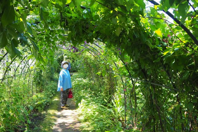 緑のトンネル、涼しげです。