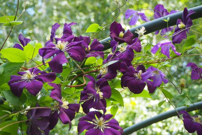 頭上にはテッセンの花が。