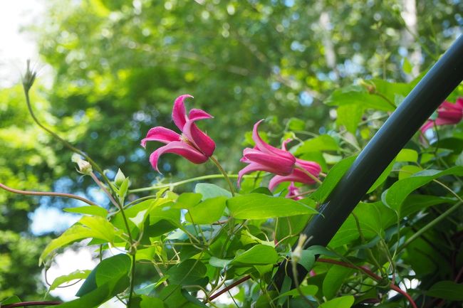 タコさんウインナーみたいな花、可愛いな～。