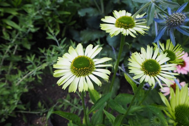 こちらも気に入った花。