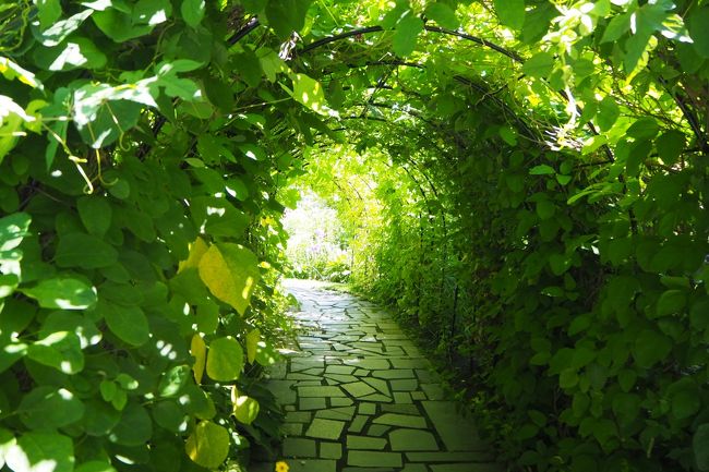 緑のトンネルを抜けて行ってみよう。