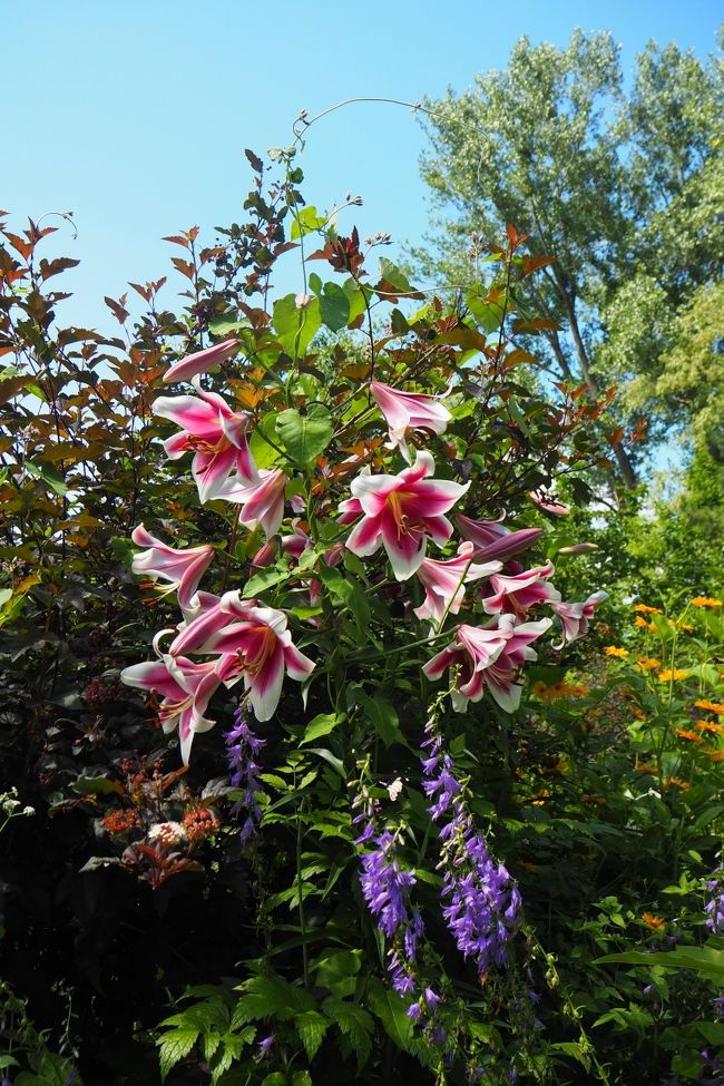 見上げるほどに育ったユリ。<br />軽く２mはある。