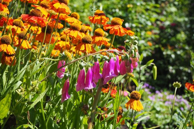 可愛い花がたくさん！