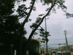 最後に、二木（ふたき）の松です。竹駒神社の北側で、市役所の脇の主要道路沿いにあります。