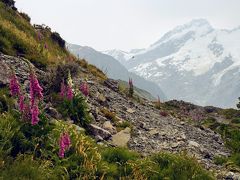 高山植物と山