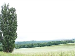 ケンとメリーの木にきました。

このあたりの木シリーズはどこも
駐車場が完備されてるのが素晴らしい！！

木シリーズは撮る場所が大事です。
この写真のように近くで撮ってしまうと
ただの木（笑）

ではごはんを食べに行きます！