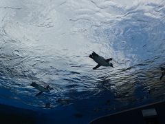 　ぼんやりながらもお目覚めしたので、まずは名物「空飛ぶペンギン」をバードウオッチングしに行きました。
