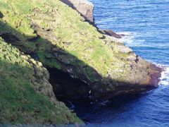 Puffin Lookout