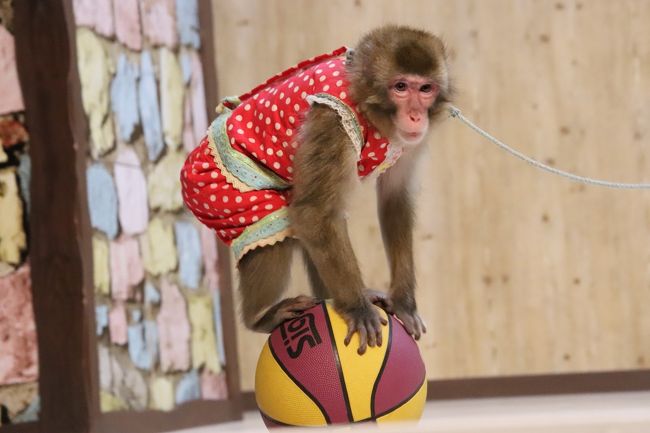車デビューの福島と栃木レッサーパンダ遠征 ４ 東北サファリパーク 後編 ドッグショーも見られたショー４本やお散歩ラクダやペンギンなど 二本松 福島県 の旅行記 ブログ By まみさん フォートラベル