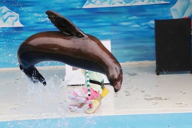 車デビューの福島と栃木レッサーパンダ遠征 ４ 東北サファリパーク 後編 ドッグショーも見られたショー４本やお散歩ラクダやペンギンなど 二本松 福島県 の旅行記 ブログ By まみさん フォートラベル