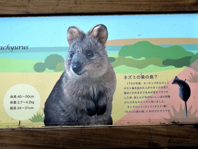 クォッカに会えた埼玉こども動物自然公園 東園 近くに来てくれたクオッカたちと可愛い姿がたくさん見られた男子コアラたちと手強いふくちゃん 東松山 埼玉県 の旅行記 ブログ By まみさん フォートラベル クォッカに会えた埼玉こども動物自然公園 東園 近くに来てくれたクオッカたちと可愛い姿がたくさん見られた男子コアラたちと手強いふくちゃん 東松山 埼玉県 の旅行記 ブログ By まみさん フォートラベル