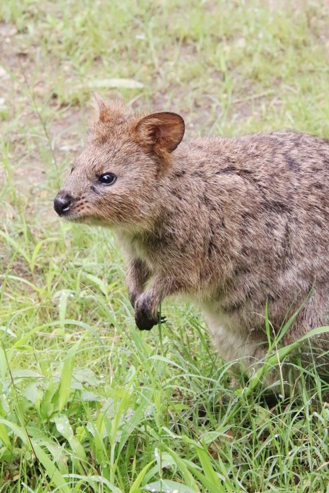クォッカに会えた埼玉こども動物自然公園 東園 近くに来てくれたクオッカたちと可愛い姿がたくさん見られた男子コアラたちと手強いふくちゃん 東松山 埼玉県 の旅行記 ブログ By まみさん フォートラベル クォッカに会えた埼玉こども動物自然公園 東園 近くに来てくれたクオッカたちと可愛い姿がたくさん見られた男子コアラたちと手強いふくちゃん 東松山 埼玉県 の旅行記 ブログ By まみさん フォートラベル