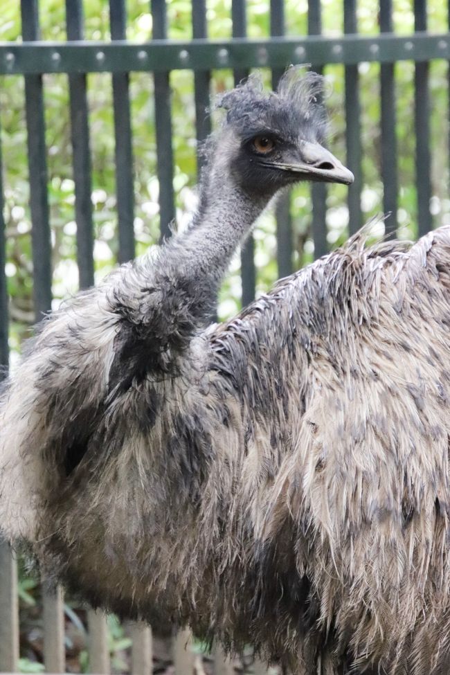 クォッカに会えた埼玉こども動物自然公園 東園 近くに来てくれたクオッカたちと可愛い姿がたくさん見られた男子コアラたちと手強いふくちゃん 東松山 埼玉県 の旅行記 ブログ By まみさん フォートラベル クォッカに会えた埼玉こども動物自然公園 東園 近くに来てくれたクオッカたちと可愛い姿がたくさん見られた男子コアラたちと手強いふくちゃん 東松山 埼玉県 の旅行記 ブログ By まみさん フォートラベル