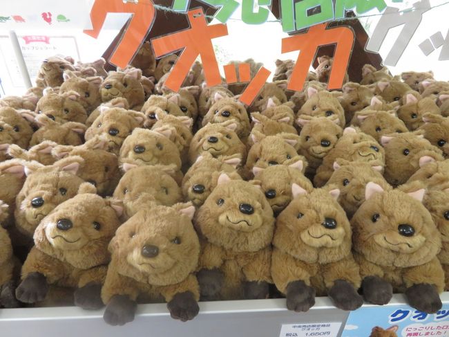 クォッカに会えた埼玉こども動物自然公園 北園 みやびちゃん 妹に負けてみゃあみゃあ リンちゃんお手やらわかに ２頭目のプーズーの赤ちゃん 東松山 埼玉県 の旅行記 ブログ By まみさん フォートラベル