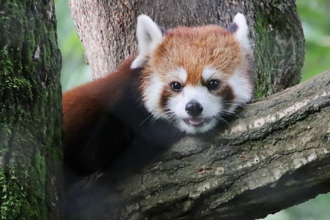 クォッカに会えた埼玉こども動物自然公園 北園 みやびちゃん 妹に負けてみゃあみゃあ リンちゃんお手やらわかに 2頭目のプーズーの赤ちゃん 東松山 埼玉県 の旅行記 ブログ By まみさん フォートラベル クォッカに会えた埼玉こども動物自然公園 北園 みやびちゃん 妹に負けてみゃあみゃあ リンちゃんお手やらわかに 2頭目のプーズーの赤ちゃん 東松山 埼玉県 の旅行記 ブログ By まみさん フォートラベル