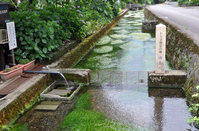 治左川（福井）の梅花藻』武生・鯖江(福井県)の旅行記・ブログ