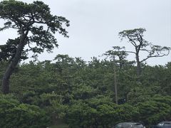 千本浜公園です。一面の松林です。